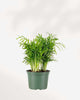 Areca Palm - Dypsis Lutescens 6" Pot - Medium