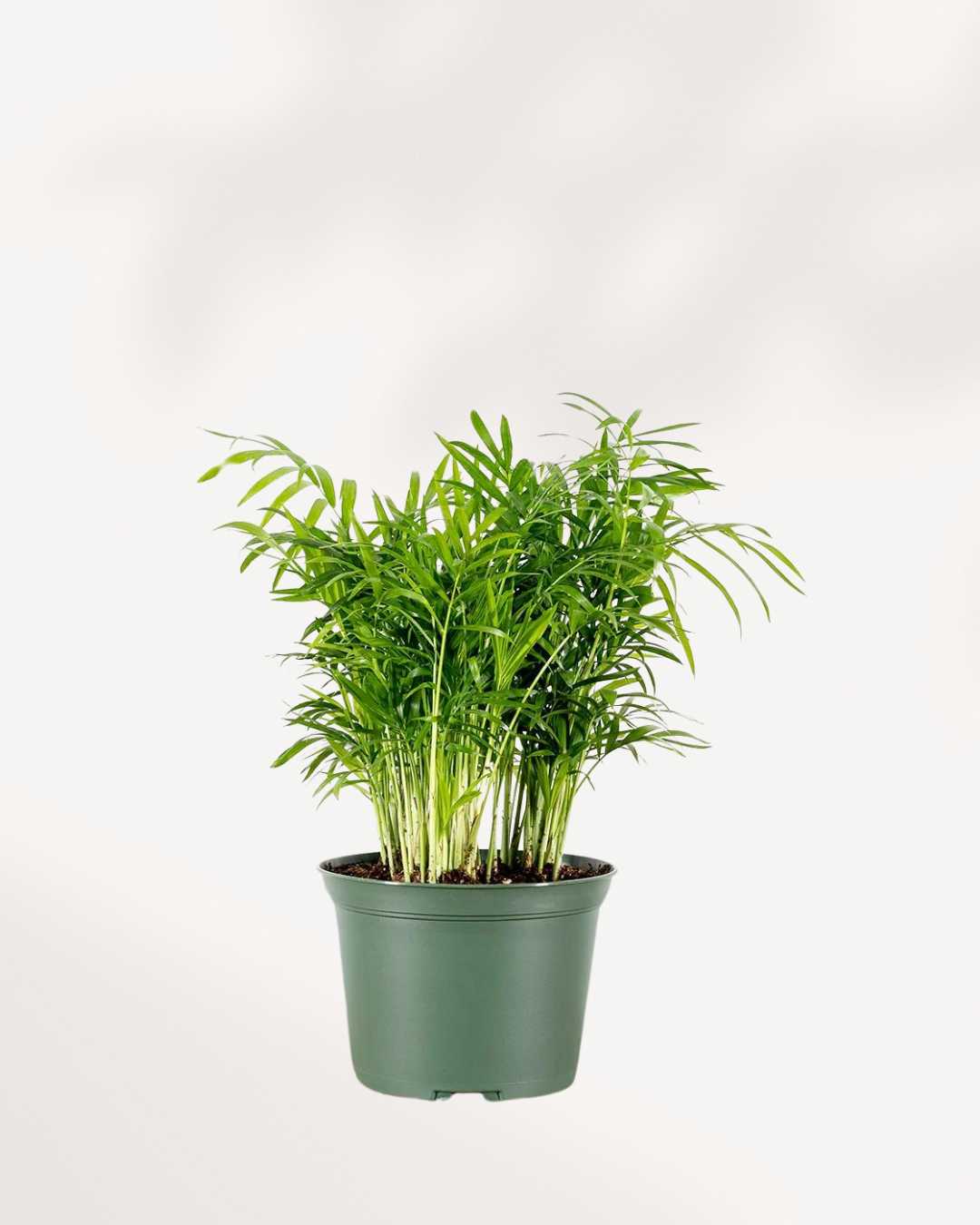 Palm Areca | Buy Online