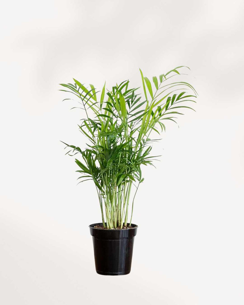 mini areca palm Areca Palm | Buy Online - Lush Indoor Palm for Elegant Spaces | Mygreenscape