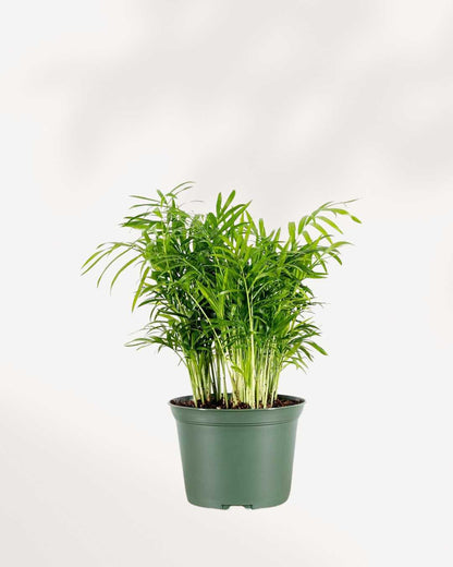 Parlour Palm | Buy Online