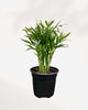 Parlour Palm 4" Pot - Small