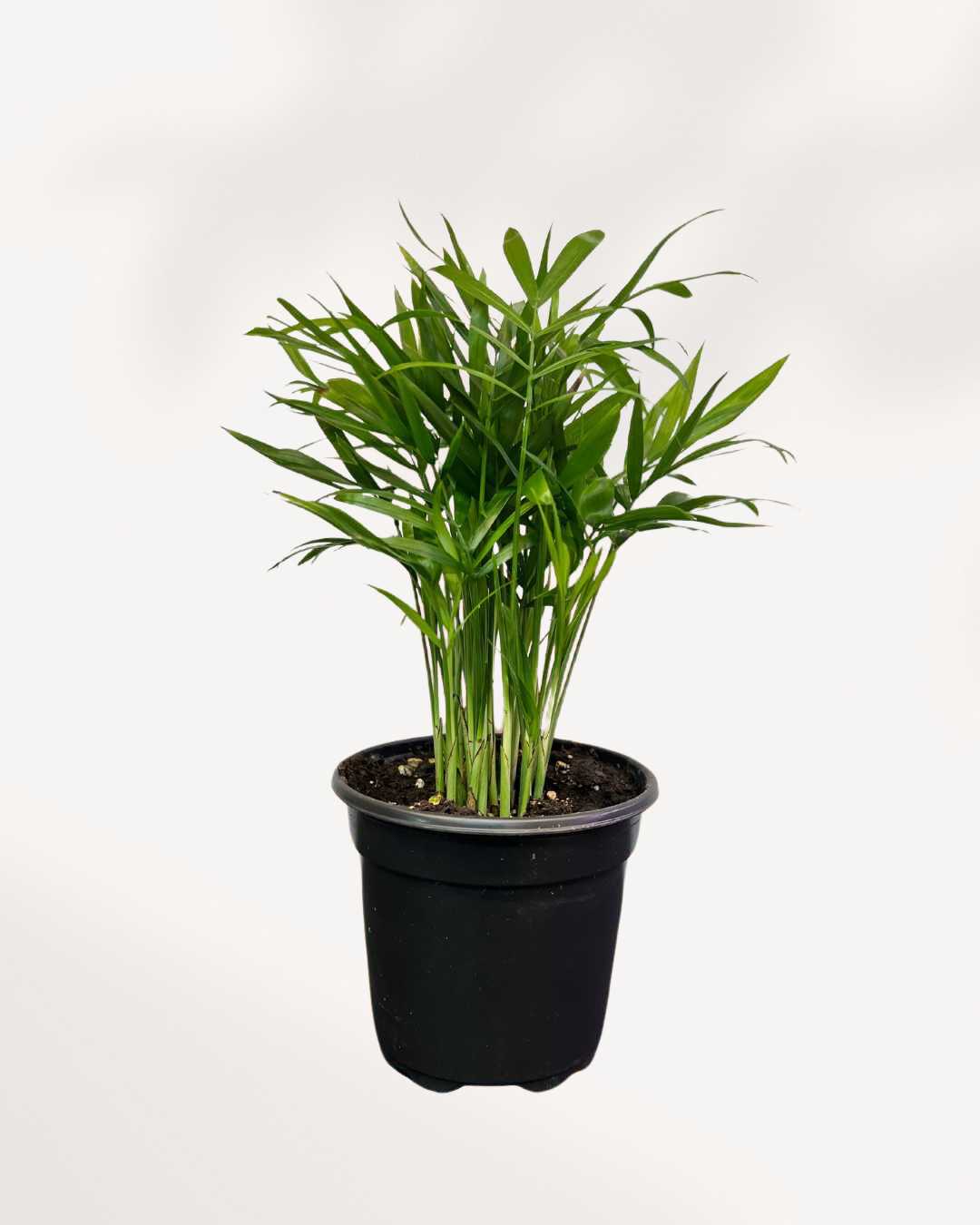 Parlour Palm 4" Pot - Small