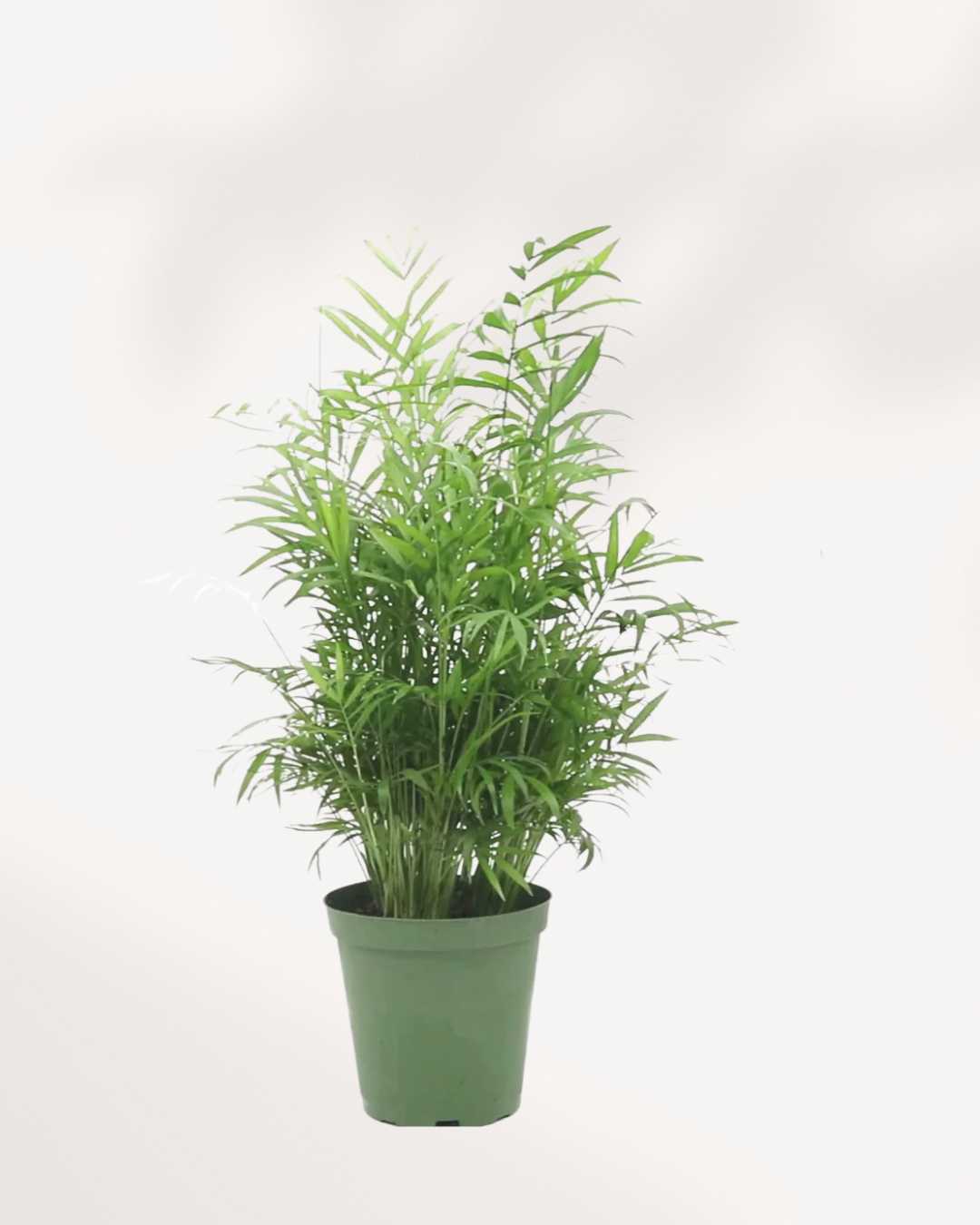 parlor palm toxic to humans Parlour Palm – Low Light Pet-Friendly Plant | Buy Online | Mygreenscape