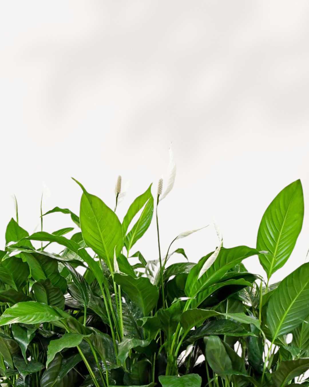 Peace Lily Small Buy Plants Online - Houseplant Delivery