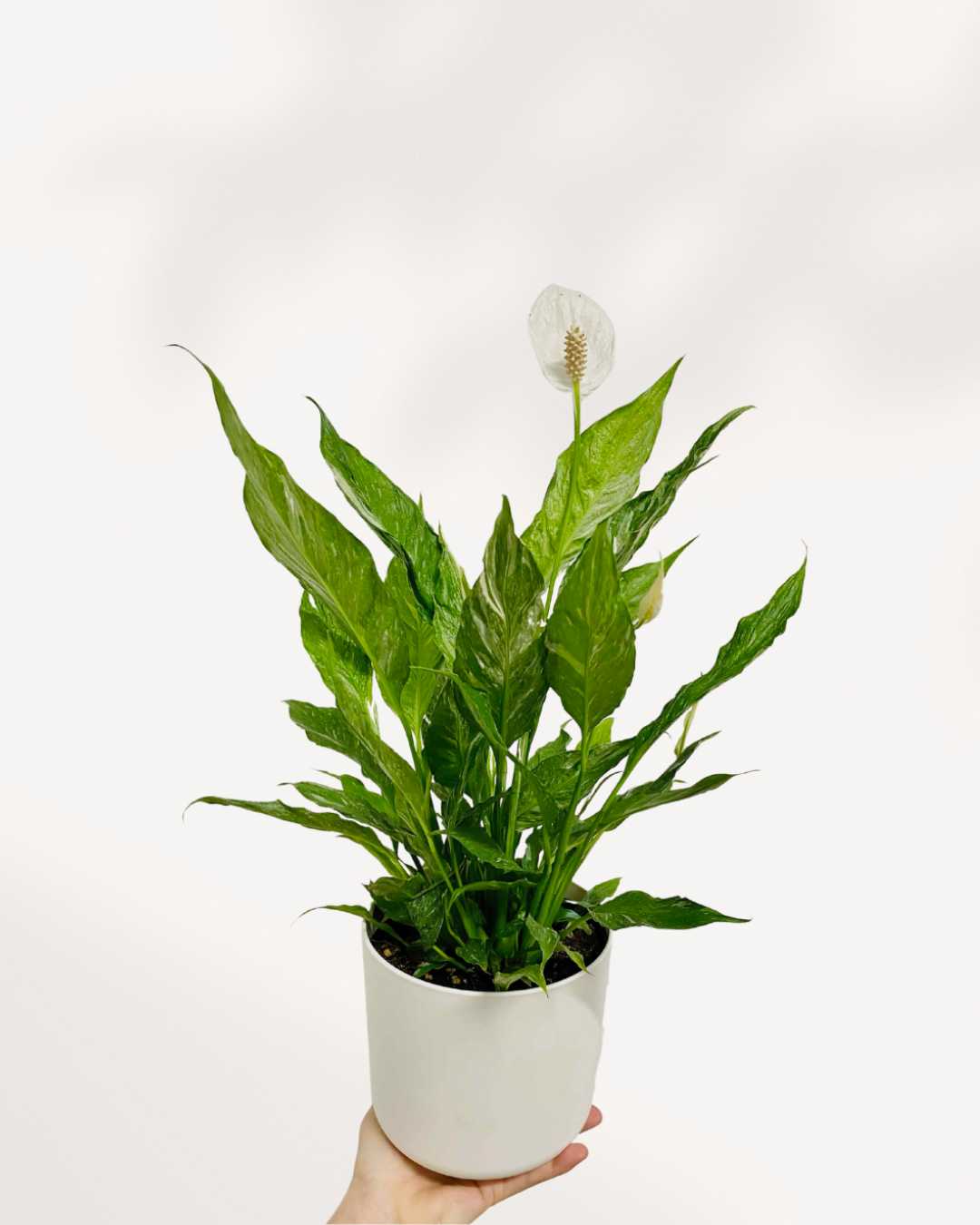 Peace Lily Domino | Buy Online