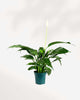 Peace Lily plant with elegant white blooms, air-purifying and low-maintenance – buy online for Canada-wide delivery