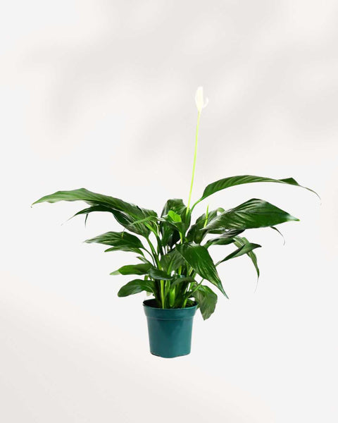 golden pothos plant for sale Golden Pothos main image 1