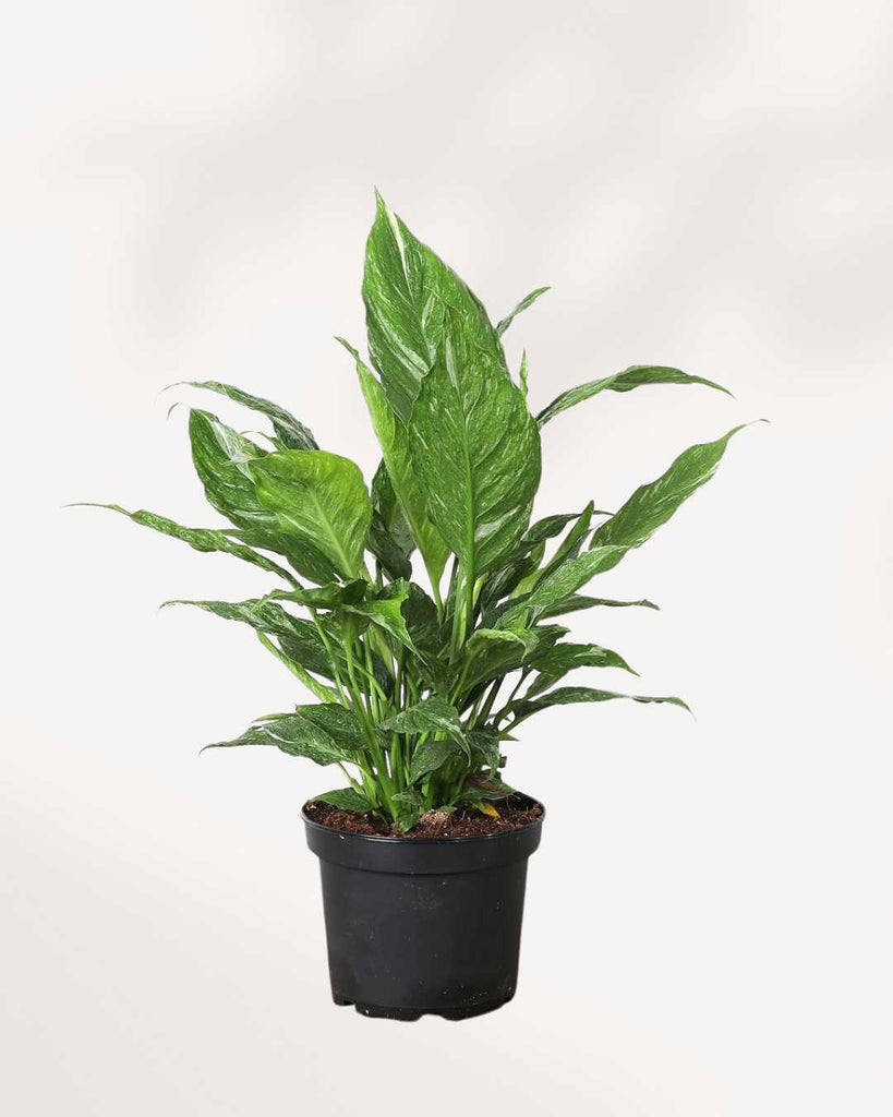 Peace Lily Domino 6" Pot - Medium