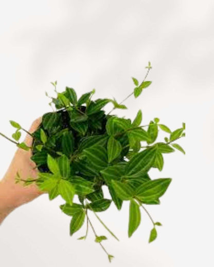 Peperomia Angulata | Buy Online