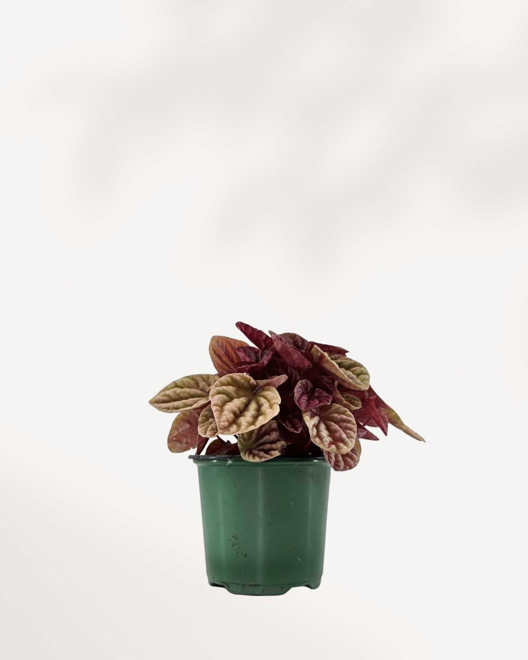 Peperomia Caperata Quito | Buy Online