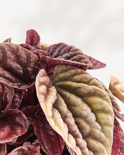 Peperomia Caperata Quito | Buy Online