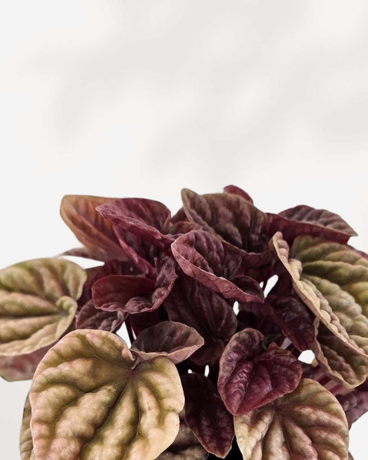 Peperomia Caperata Quito | Buy Online