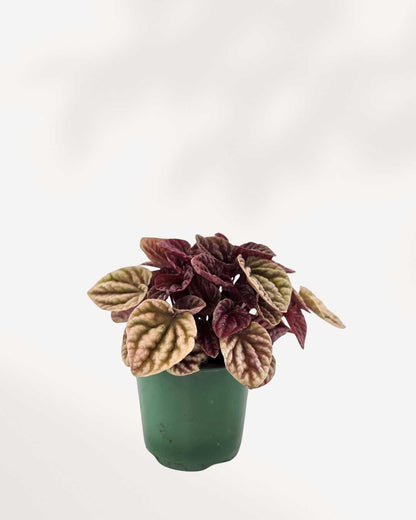 Peperomia Caperata Quito | Buy Online