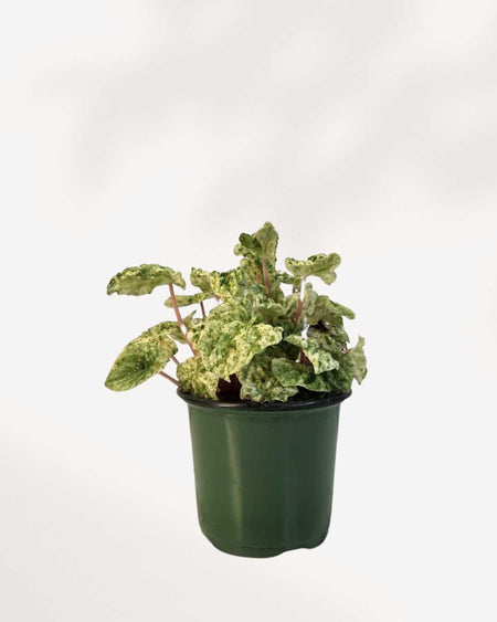 peperomia caperata variegata Peperomia Caperata Variegata | Easy Indoor Plant – Buy Online in Canada |  Mygreenscape