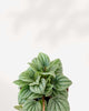 Peperomia Frost