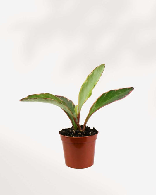 Peperomia Ginny - Tricolor - Peperomia Clusiifolia 2.5" Pot - Small