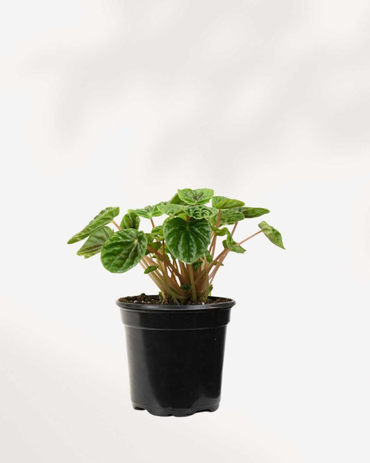 Peperomia Green Ripple showing deeply textured leaves