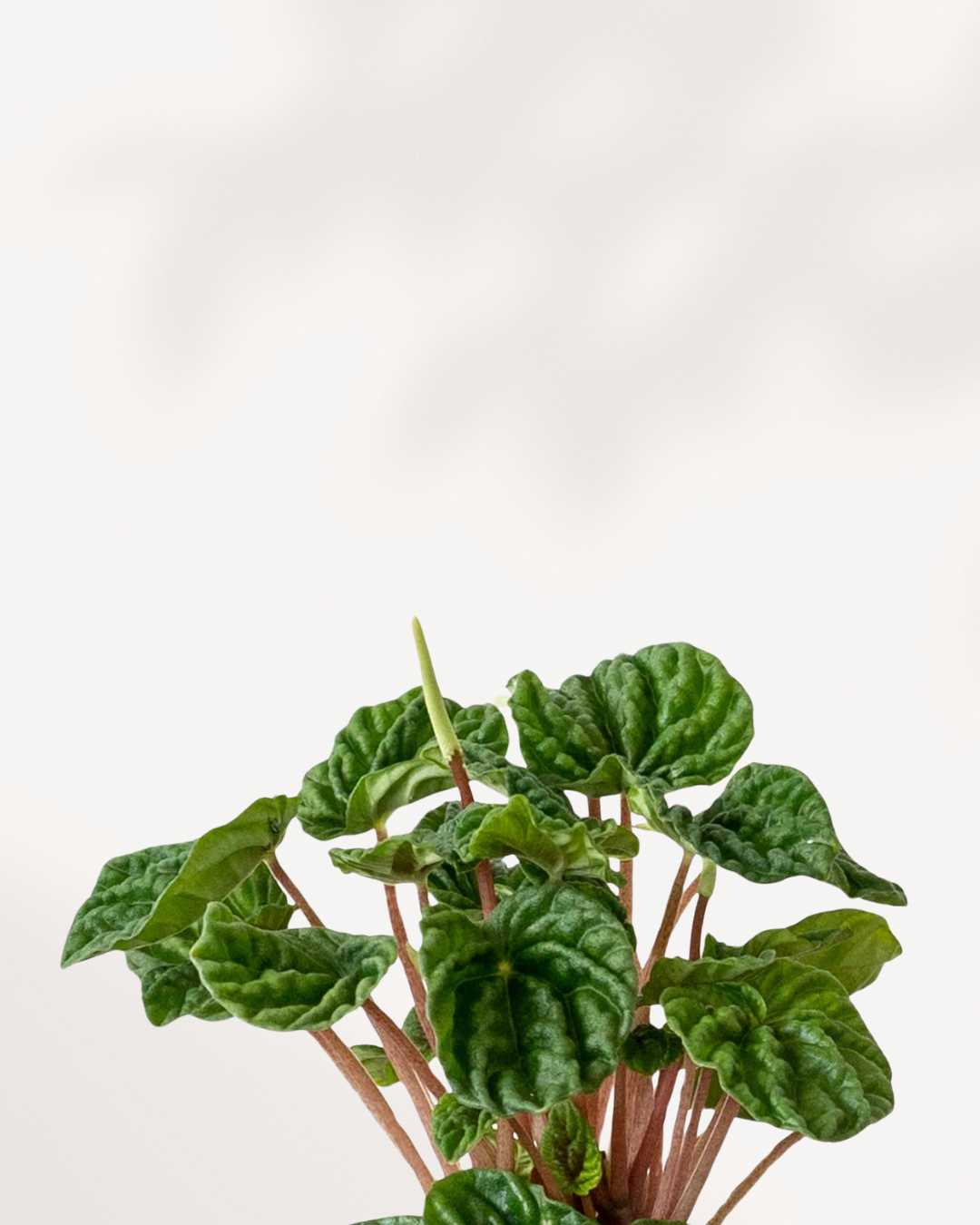 Peperomia Green Ripple | Buy Online