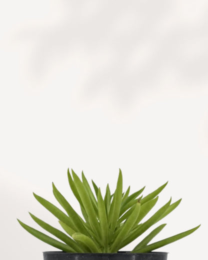 Peperomia Happy Bean