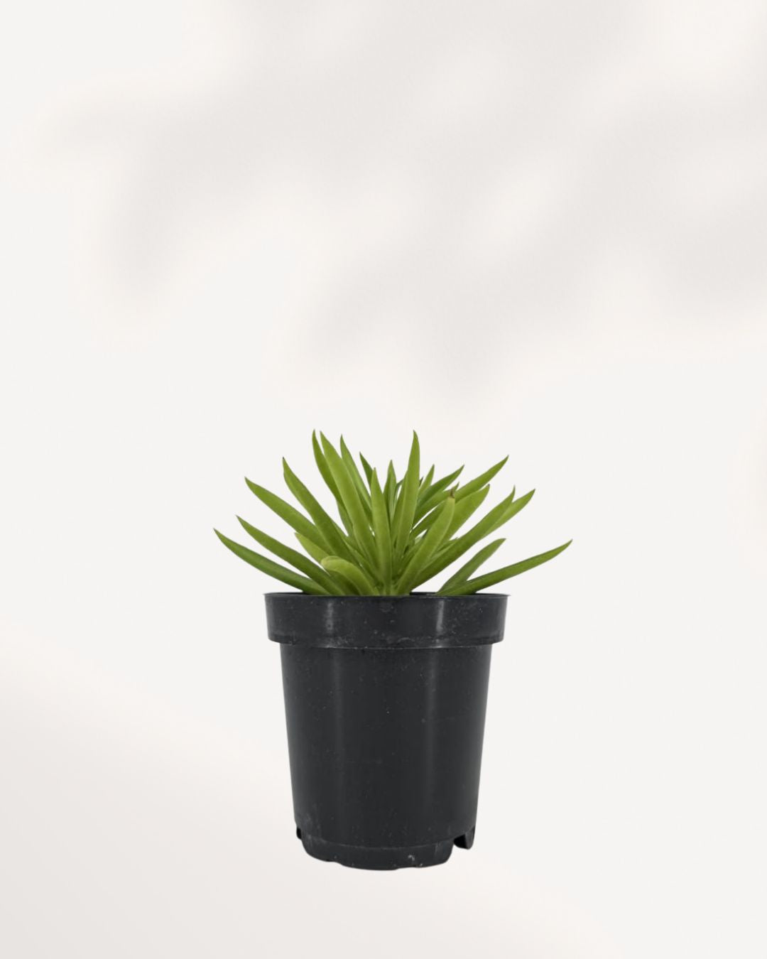 happy bean succulent plant Peperomia Happy Bean for Sale in Canada | Available Online & In Store Richmond Hill GTA | Mygreenscape