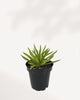 Peperomia Happy Bean