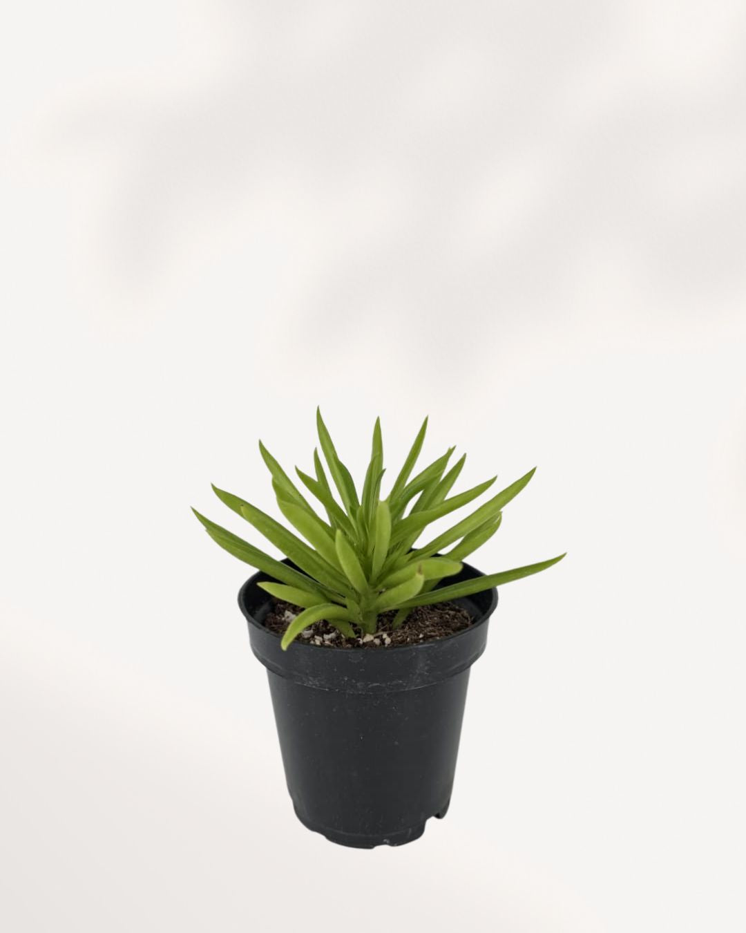 Peperomia Happy Bean
