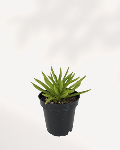 Peperomia Happy Bean