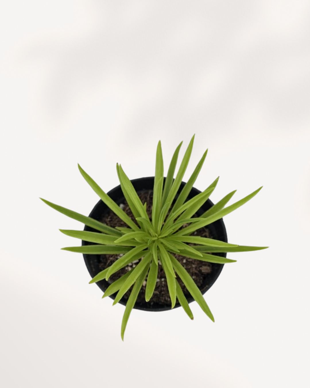 Peperomia Happy Bean