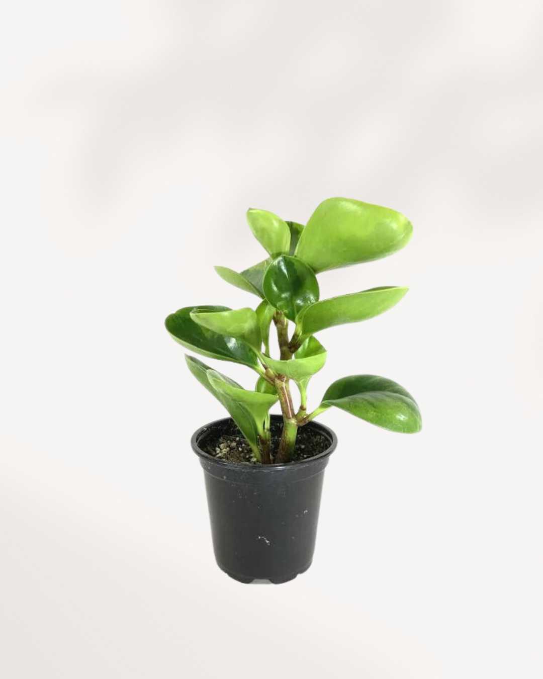 Peperomia Lemon Lime