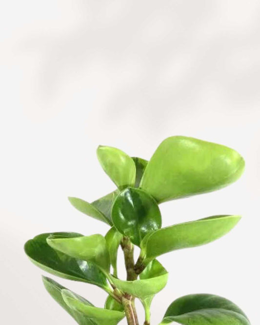 Peperomia Lemon Lime