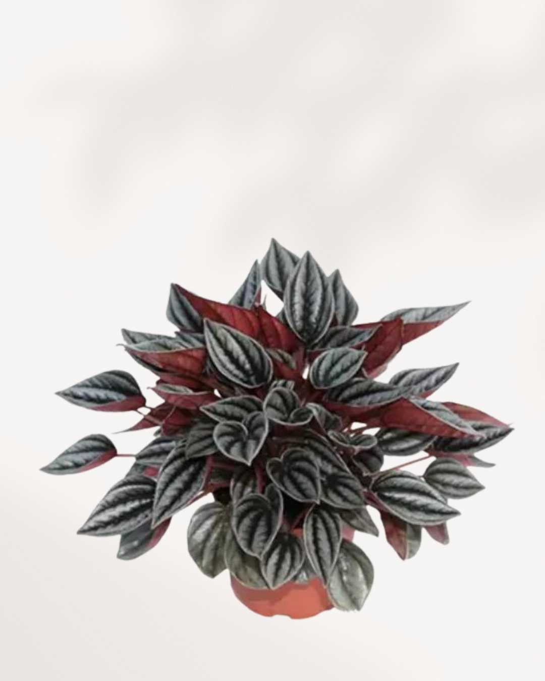 Peperomia Mendoza | Buy Online