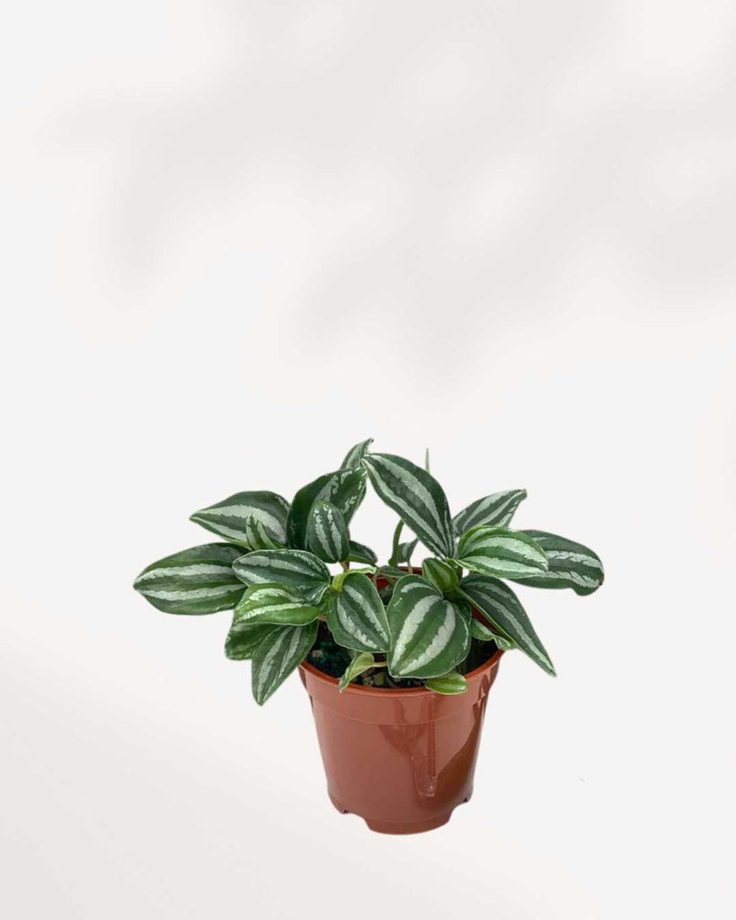 Peperomia Mini Watermelon 3.5" Pot - Small
