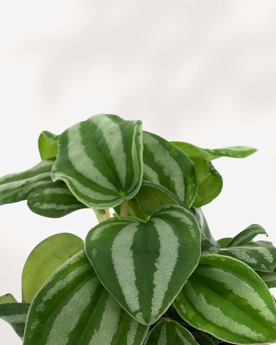 Peperomia Mini Watermelon | Buy Online