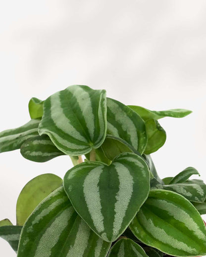 Peperomia Mini Watermelon | Buy Online