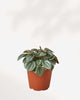 Peperomia Napoli Nights 4" Pot - Small
