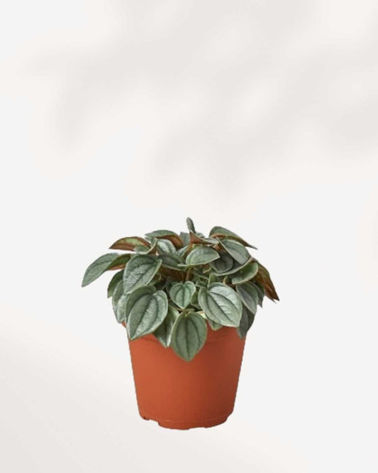 Peperomia Napoli Nights | Buy Online