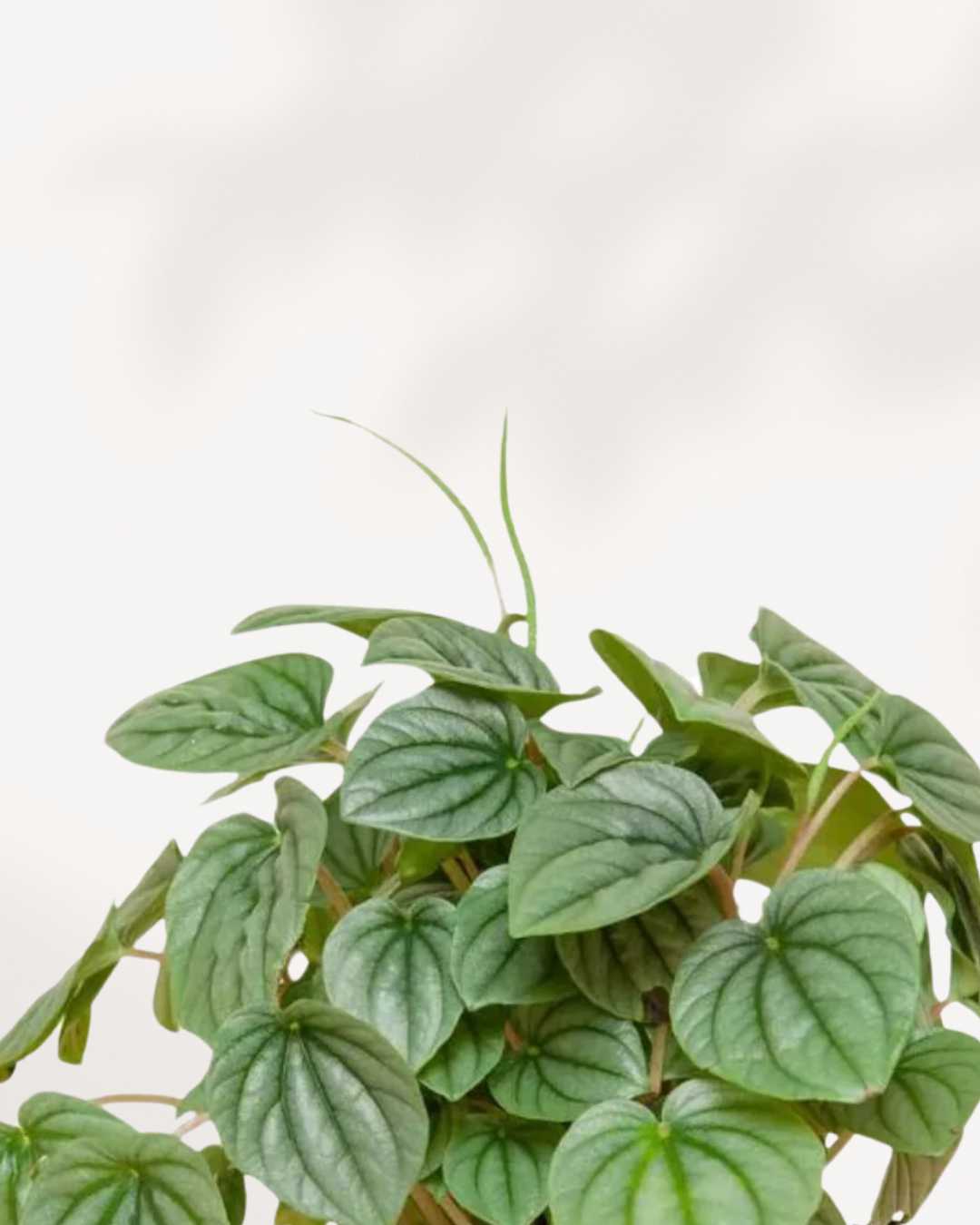 Peperomia Napoli Nights | Buy Online