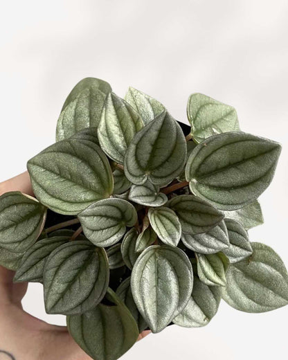 Peperomia Napoli Nights | Buy Online