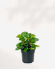Peperomia Obtusifolia 4" Pot - Small