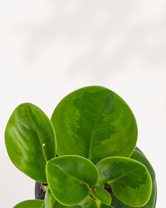 High-angle front-top view of a variegated Peperomia Obtusifolia Lemon Lime potted houseplant, showcasing thick green stems and waxy, light-catching leaves that add a pop of color to any interior space.