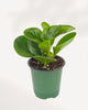 High-angle front-top view of a variegated Peperomia Obtusifolia Lemon Lime potted houseplant, showcasing thick green stems and waxy, light-catching leaves that add a pop of color to any interior space.