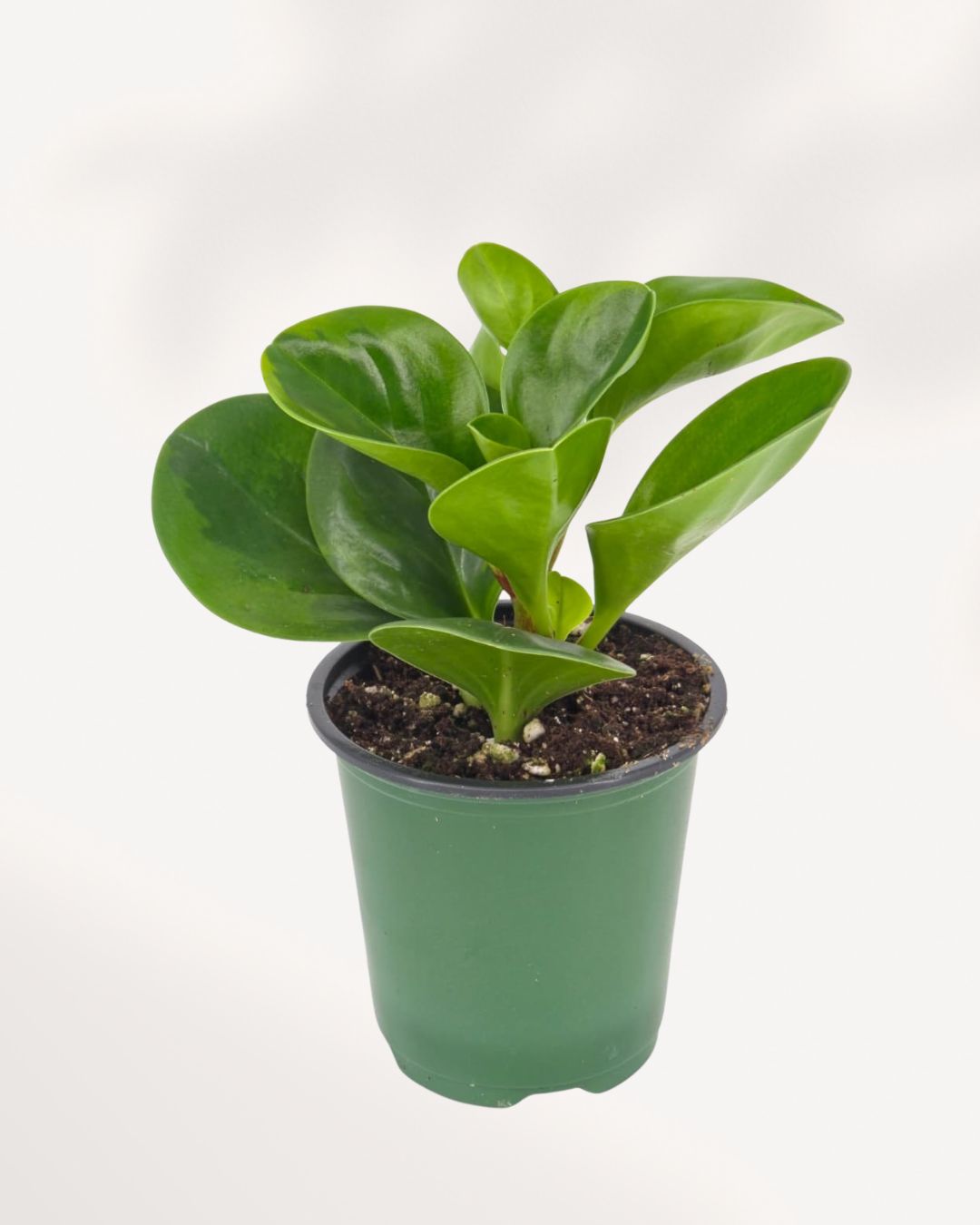 High-angle front-top view of a variegated Peperomia Obtusifolia Lemon Lime potted houseplant, showcasing thick green stems and waxy, light-catching leaves that add a pop of color to any interior space.