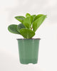 Front view of a Peperomia Obtusifolia Lemon Lime baby rubber plant growing upright in a classic green nursery pot, an easy-care houseplant available for fast plant delivery in Canada.
