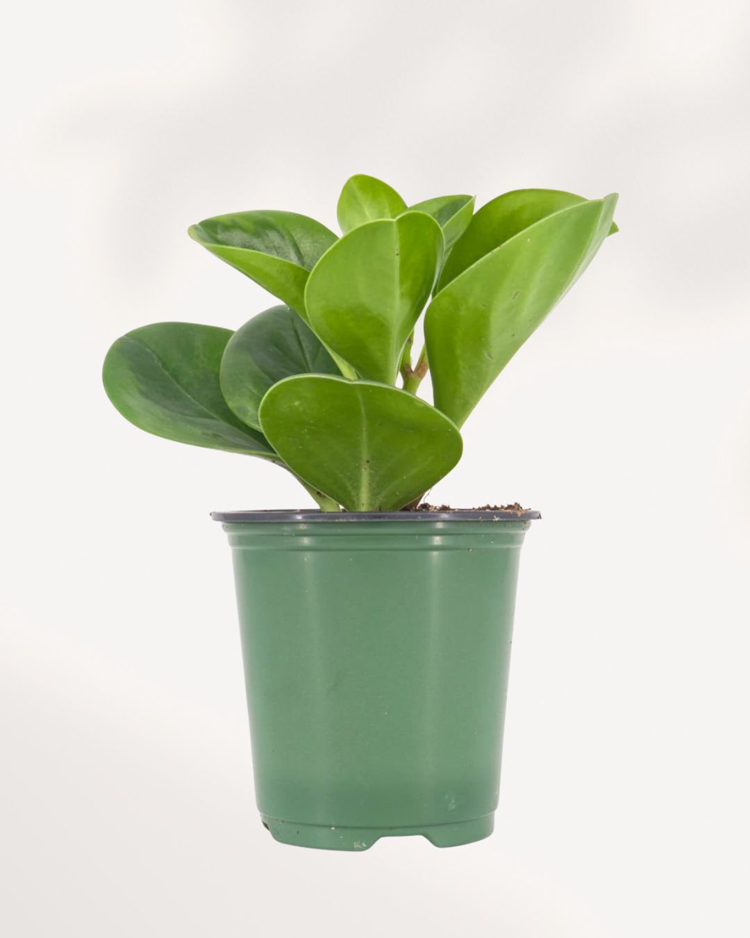 Front view of a Peperomia Obtusifolia Lemon Lime baby rubber plant growing upright in a classic green nursery pot, an easy-care houseplant available for fast plant delivery in Canada.