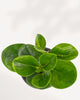 Overhead top view of a compact, healthy Peperomia Obtusifolia Lemon Lime indoor plant, highlighting its lush, rounded foliage arrangement, perfect for modern home decor.