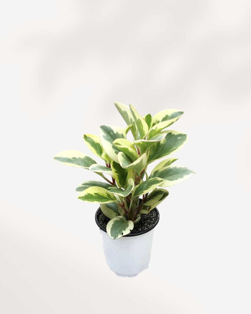 Peperomia Obtusifolia Marble 4" Pot - Small