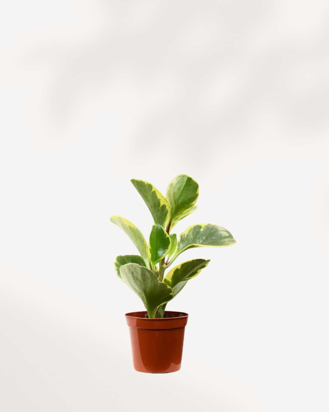 Peperomia Obtusifolia Marble