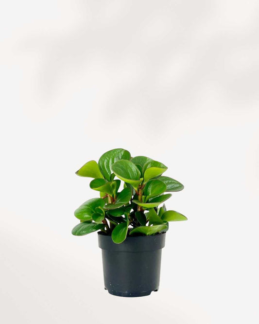 Peperomia Obtusifolia 4" Pot - Small