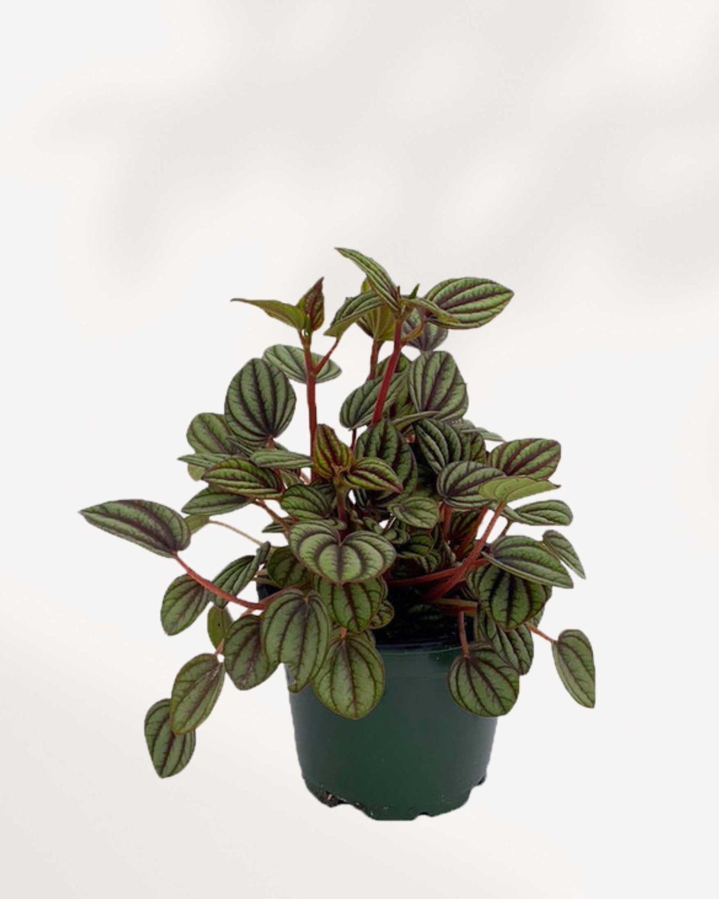 Peperomia Piccolo Banda | Buy Online