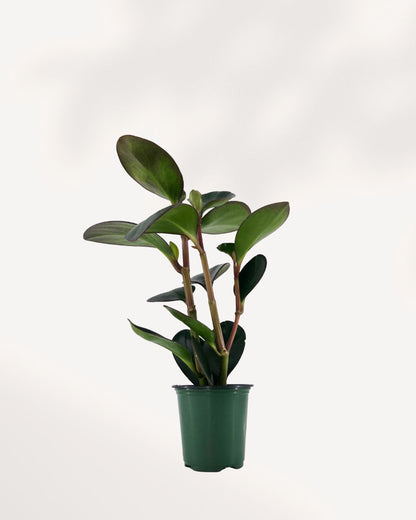 Peperomia Red Margin | Buy Online